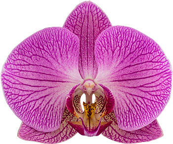 bloemgrootte: 1022152