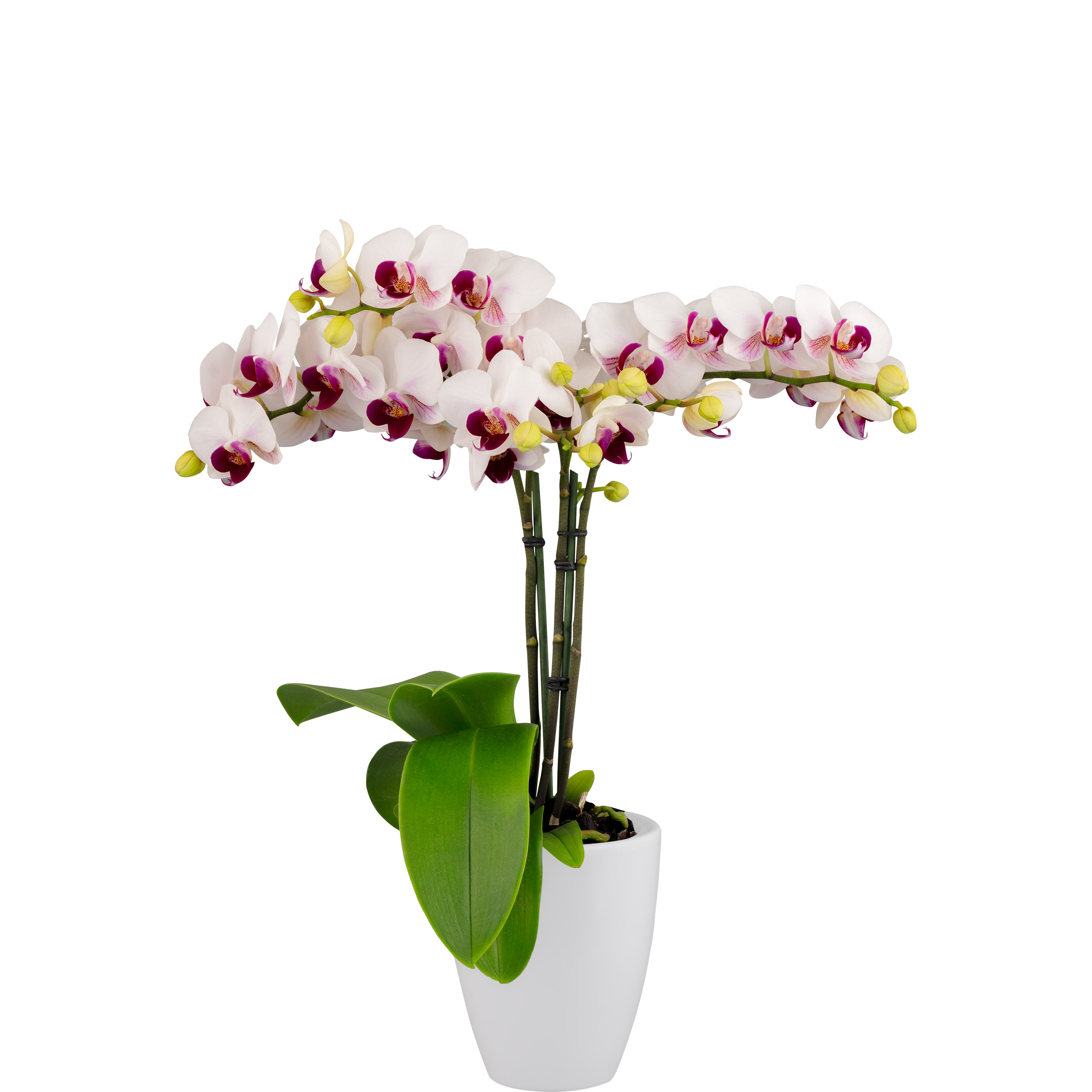 【未開封】Florecer Life in Andalucia Floricultura - 222990