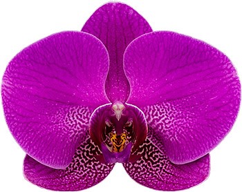 tamanho da flor: 1017295