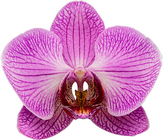 bloemgrootte: 1022174