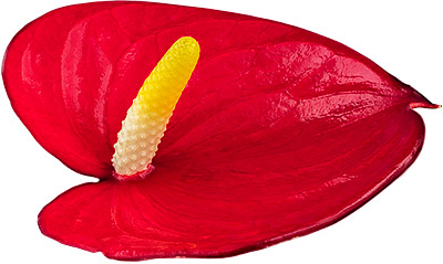 bloemgrootte: 1000360