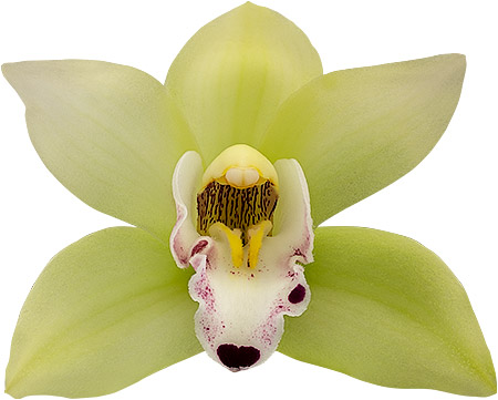 tamaño de la flor: 8755