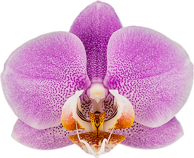 tamaño de la flor: 7