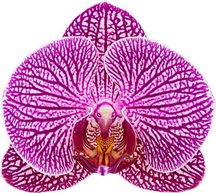 tamaño de la flor: 314755