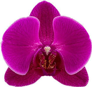 bloemgrootte: 335144