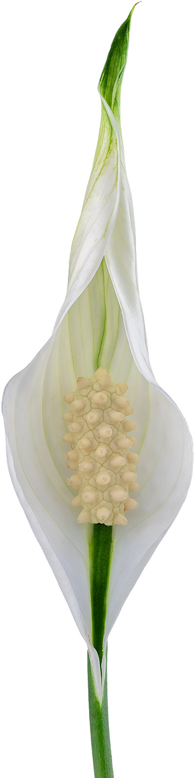 flower size: 1011588