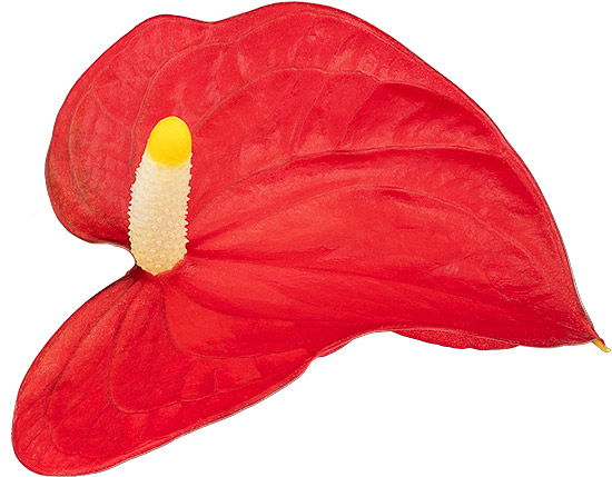 bloemgrootte: 1010183