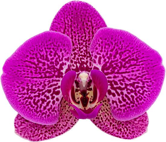 bloemgrootte: 1021689