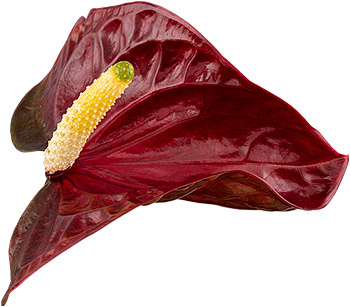 bloemgrootte: 1003718