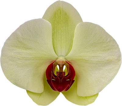 bloemgrootte: 1011698