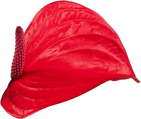 bloemgrootte: 1006623