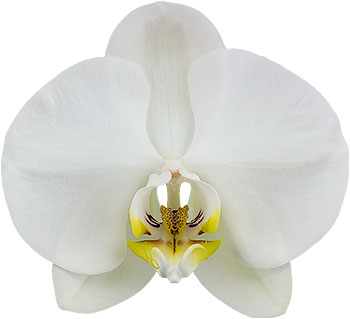 flower size: 1002807