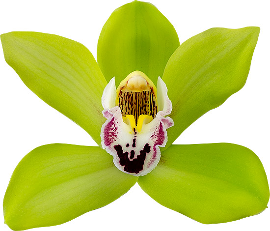 tamaño de la flor: 8769