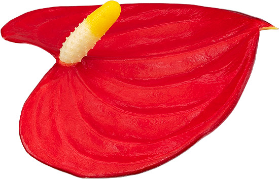 bloemgrootte: 1010188