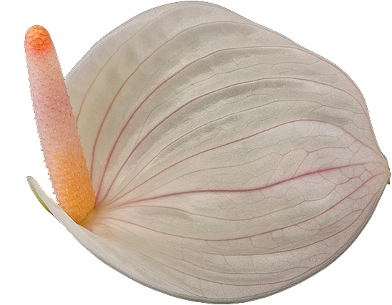 bloemgrootte: 2001714