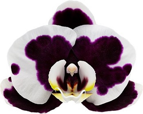 bloemgrootte: 1017529