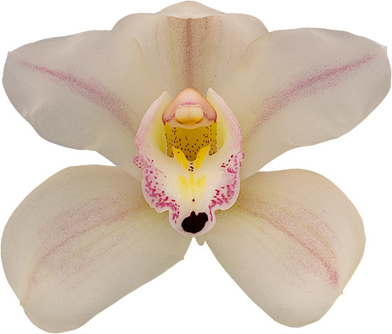 bloemgrootte: 8775