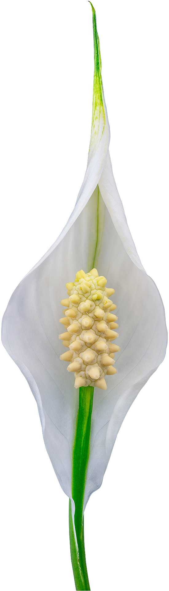 flower size: 1026720