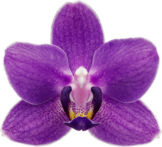 tamanho da flor: 1028761