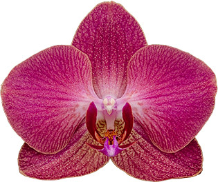 bloemgrootte: 335337