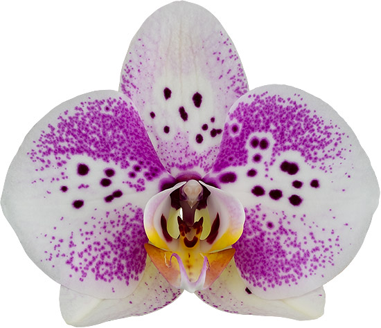 bloemgrootte: 1022153