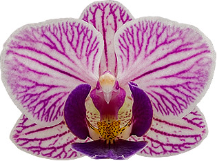 tamanho da flor: 215367