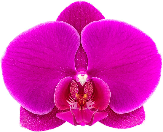 bloemgrootte: 1021586