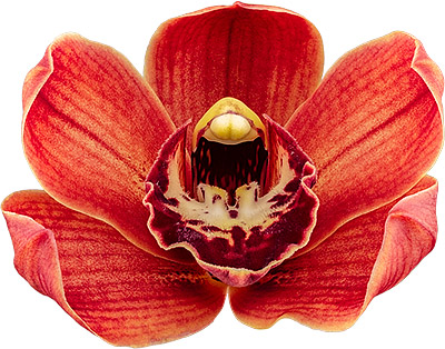 tamaño de la flor: 8500