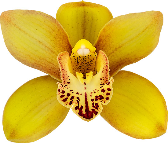 tamaño de la flor: 8767