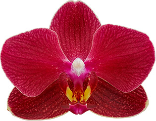 bloemgrootte: 235468