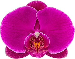 tamaño de la flor: 334422