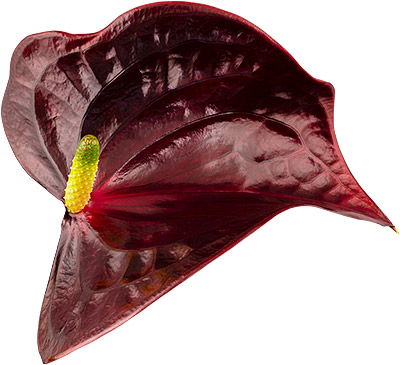 bloemgrootte: 1003244