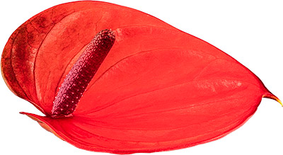 bloemgrootte: 1005926