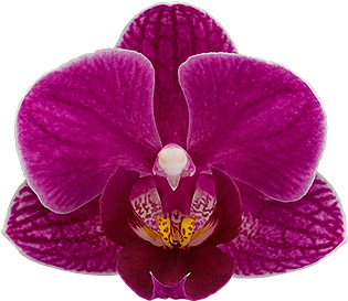 tamaño de la flor: 4,5