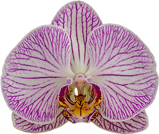 tamanho da flor: 314765