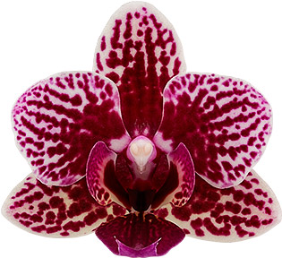 bloemgrootte: 215510