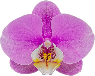 tamanho da flor: 335012