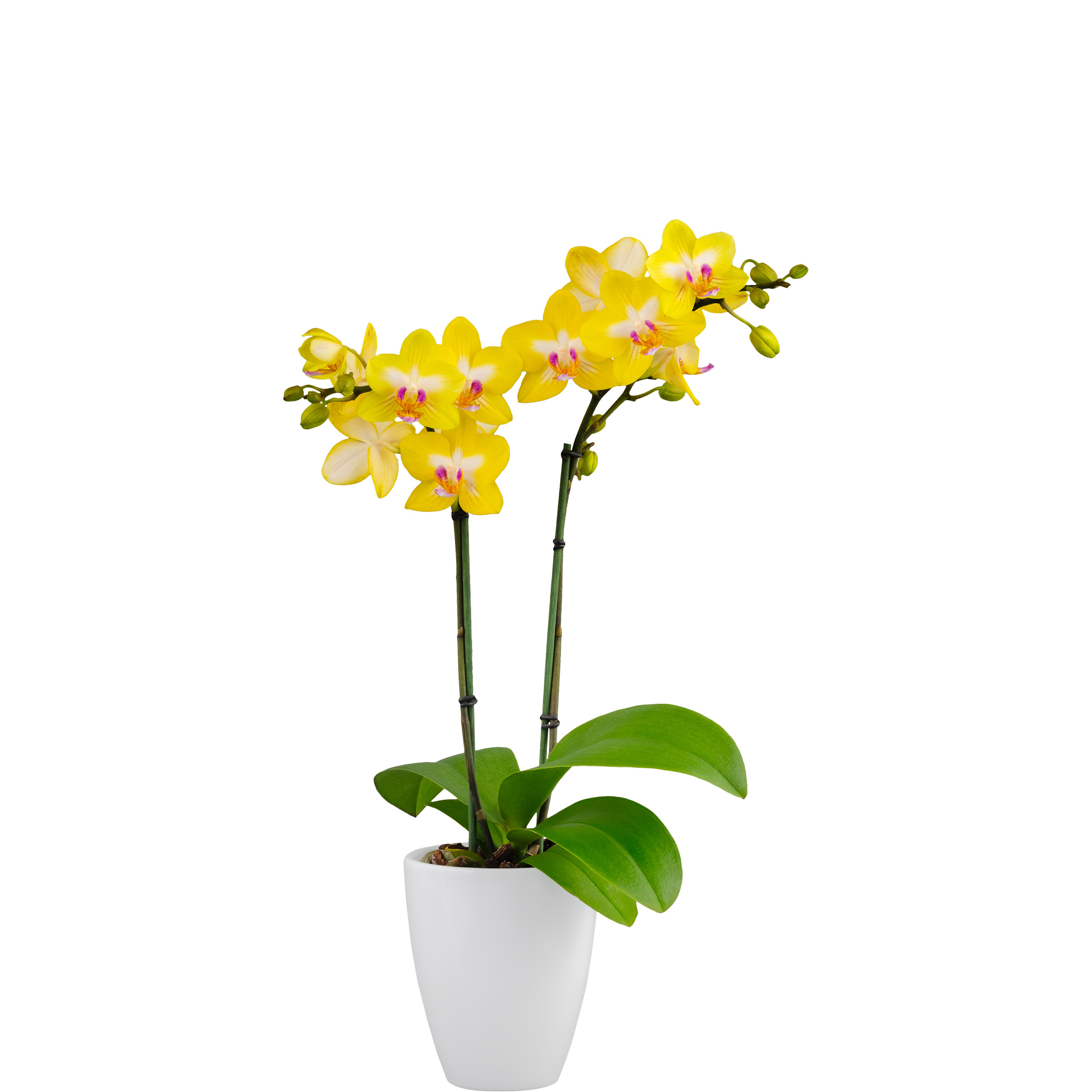 Floricultura - 256220