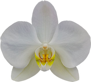 tamanho da flor: 244998