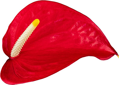 bloemgrootte: 1006714