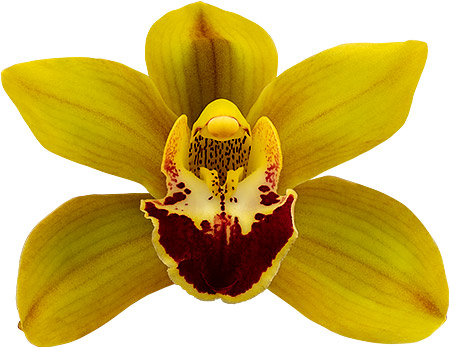 tamaño de la flor: 8754