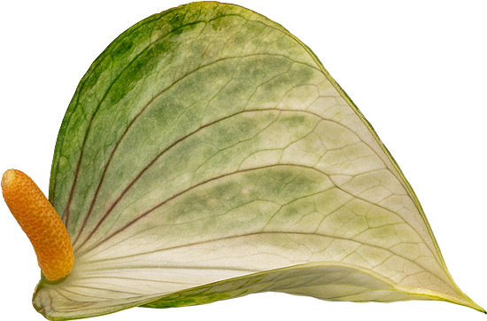 bloemgrootte: 2001344