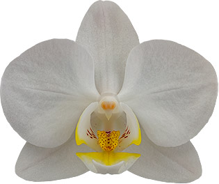 tamaño de la flor: 5,5