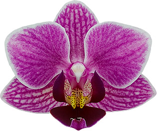 tamaño de la flor: 235513