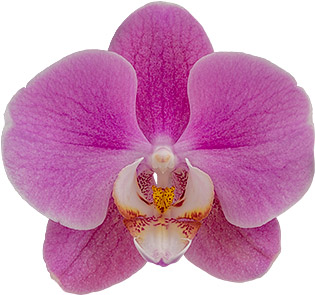 tamanho da flor: 334844