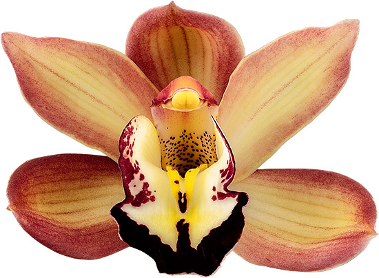 bloemgrootte: 8782