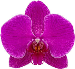 flower size: 335130