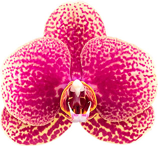 tamaño de la flor: 1002872