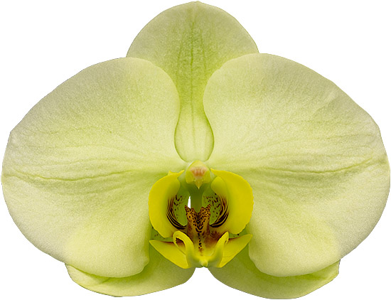 bloemgrootte: 1022164