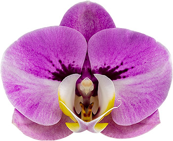bloemgrootte: 1019366